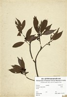 藏品(高山新木薑子)的圖片